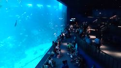 SEA aquarium Singapore.jpg