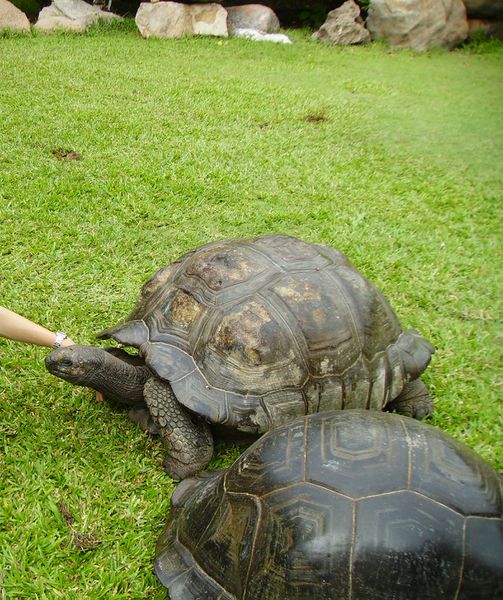 ملف:Seychelles giant tortoise.jpg