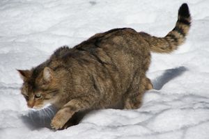European Wildcat Nationalpark Bayerischer Wald 03.jpg