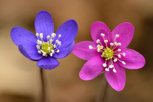 Hepatica nobilis flowers - blue and pink - Keila.jpg