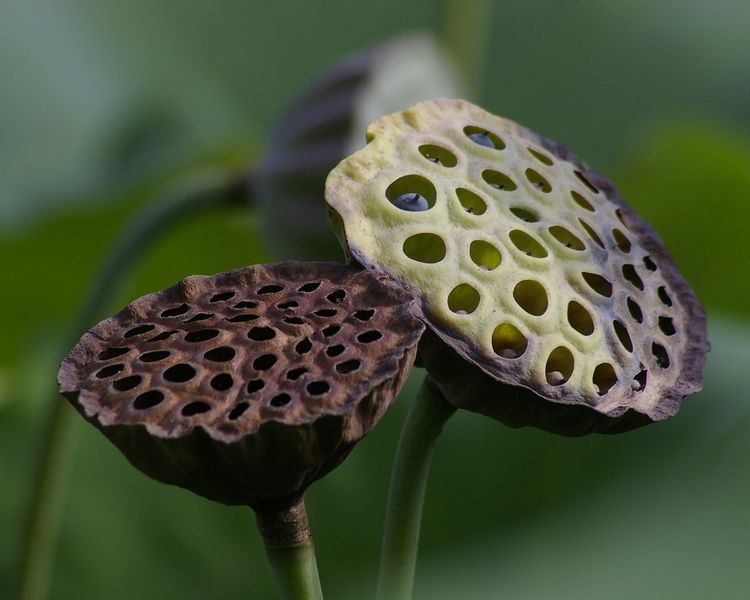 ملف:Lotus seed pod.jpg