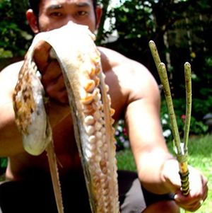 Photo of captured octopus and polespear