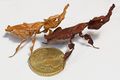 Phyllocrania paradoxa, Ghost Mantis, with a 50 cent euro coin (diameter 24.25 mm) for size comparison