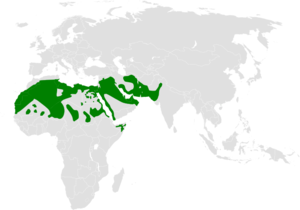 Alaemon alaudipes distribution map.png