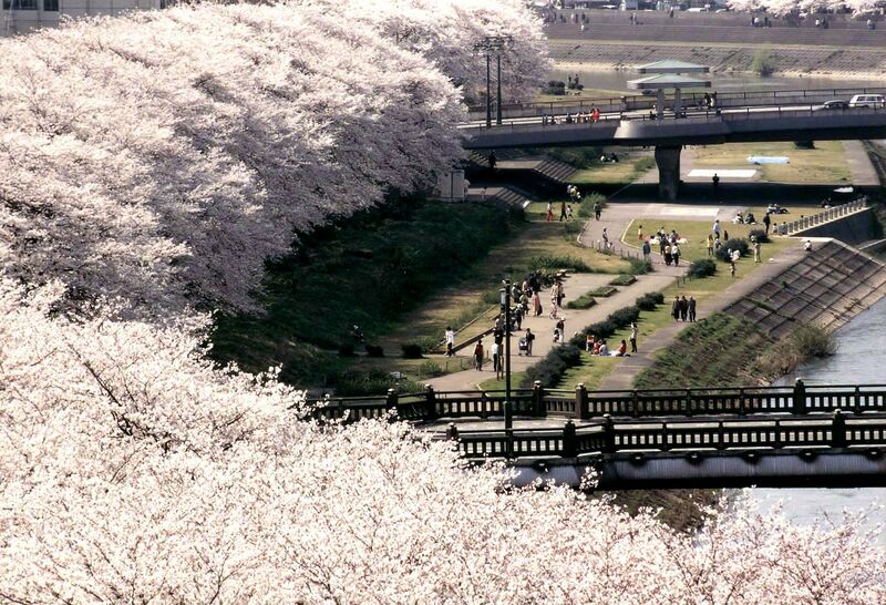 ملف:Row of sakura, Asuwa River, Fukui.jpg