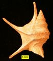 The gastropod Aporrhais from the Pliocene of Cyprus.