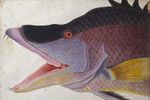سمكة عفريَّة، 1725
