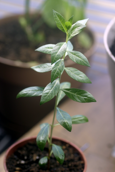 ملف:Small Lawsonia inermis Plant.png