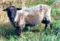 Gotland pelt sheep.jpg