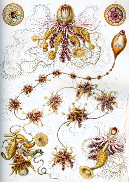 ملف:Haeckel Siphonophorae 7.jpg