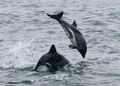 Heaviside's dolphins jumping أمام والڤس بـِيْ
