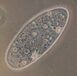 Paramecium