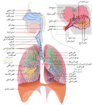 عرض تخطيطي لكامل للجهاز التنفسي البشري بأجزائه ووظائفه.
