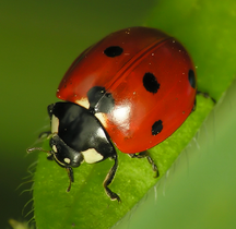 a red ladybird