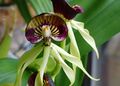 Prosthechea cochleata, Belize