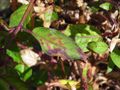 Foliage with Impatiens necrotic spot virus