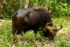 Indian Bison (Gaur) 1 by N. A. Naseer.jpg