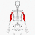 Position of triceps brachii (shown in red). Animation.