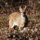 White-tailed Deer-27527-3.jpg