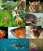 مختلف الحيوانات