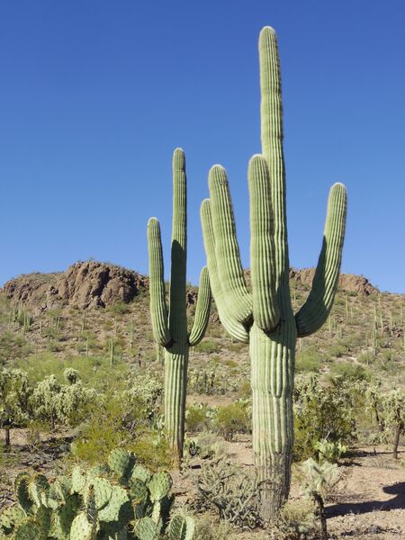 ملف:Carnegiea gigantea in Saguaro National Park near Tucson, Arizona during November (58).jpg