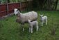Ewe and lambs in the garden.jpg