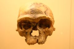 جبل إيغود-1، أحفورة الإنسان العاقل، ترجع لحوالي 300.000-315.000 سنة مضت.