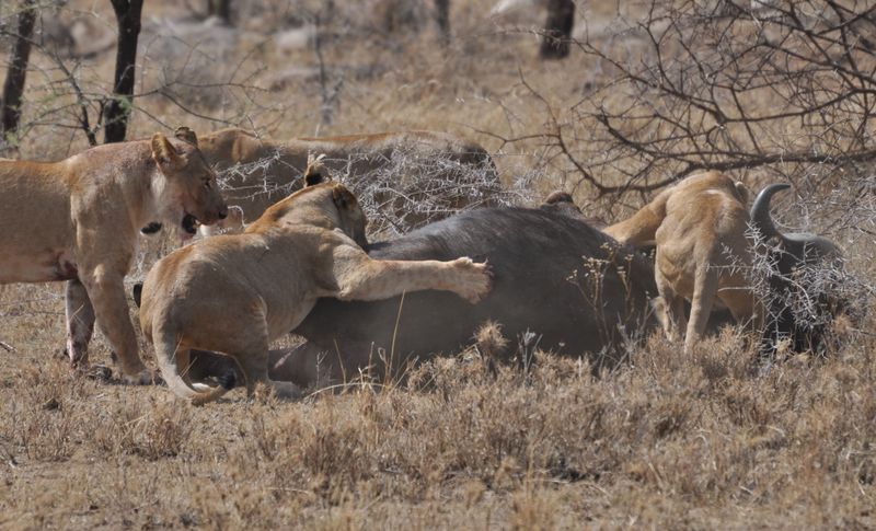ملف:Lions taking down cape buffalo.jpg