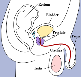 ملف:Male pelvic structures.svg