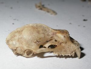 A photograph of a bat skull against a white background. The lower jaw is missing. The molars and premolars have triangular cusps, and the canines are pronounced. It has a large swelling of bone on its snout.
