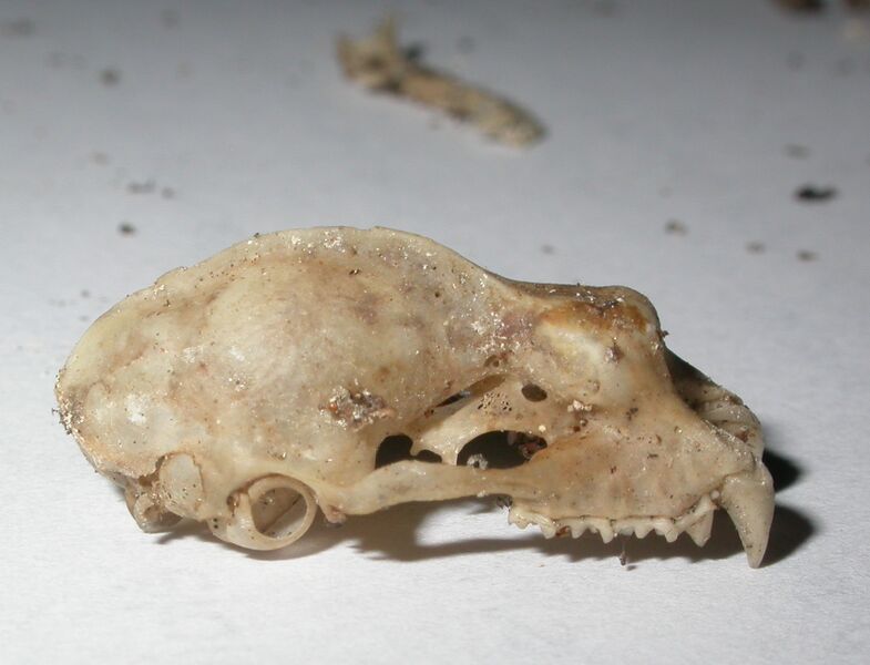 ملف:Rhinolophus ferrumequinum skull (2862264921).jpg