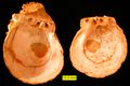 The thorny oysterSpondylus right and left valve interiors from the Pliocene of Cyprus.