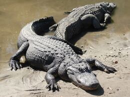 Two_american_alligators
