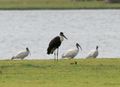 With black-headed ibis and painted stork at Pocharam lake, Telangana, India