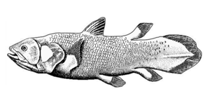 Lobe-finned fish (coelacanth)