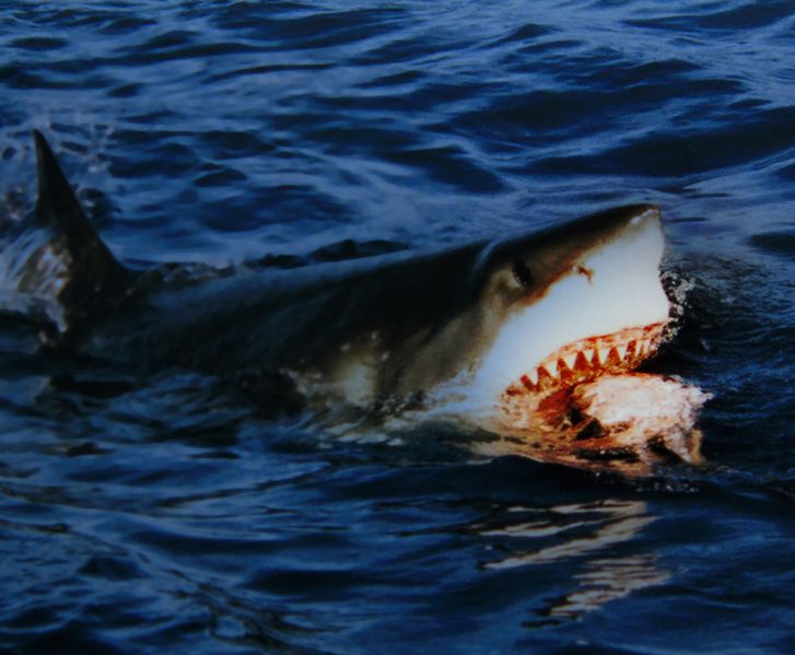 ملف:Great white shark is going for a bait.jpg
