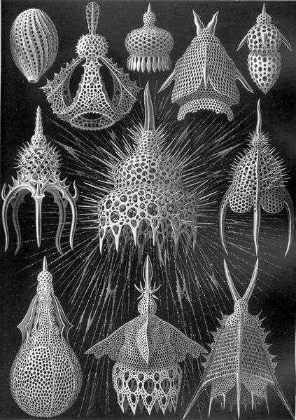 ملف:Haeckel Cyrtoidea.jpg