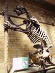 Megatherium fossil, Natural History Museum, لندن