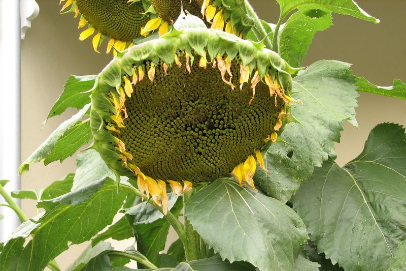 ملف:Sunflower-fruiting head.jpg