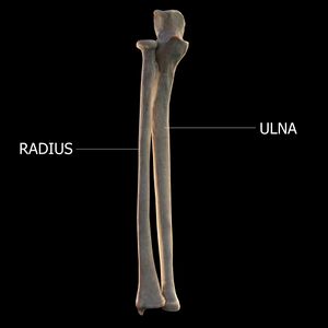 Bones of forearm, radius on left and ulna on the right