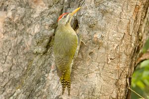 Scaly-bellied Woodpecker.jpg