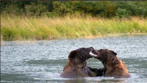 زوجان من الدببة البنية في مركز الحفاظ على الحيوانات البرية، آلاسك.
