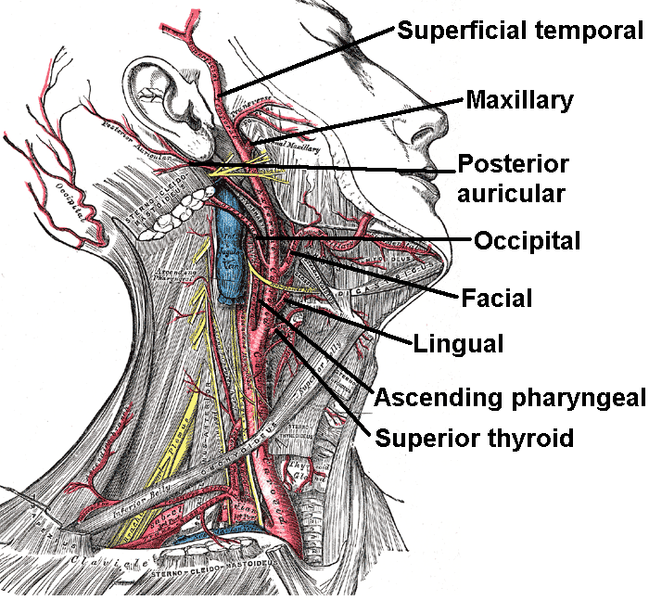 ملف:External carotid artery.png