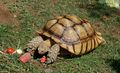 African spurred tortoise from the Oakland Zoo