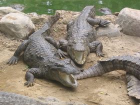 The region has significant population of vulnerable Mugger crocodile