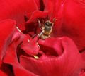 Western honey bee collecting pollen from a rose.