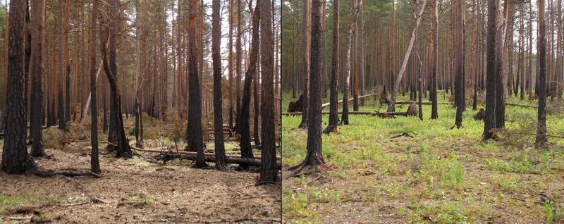 ملف:Boreal pine forest after fire.JPG
