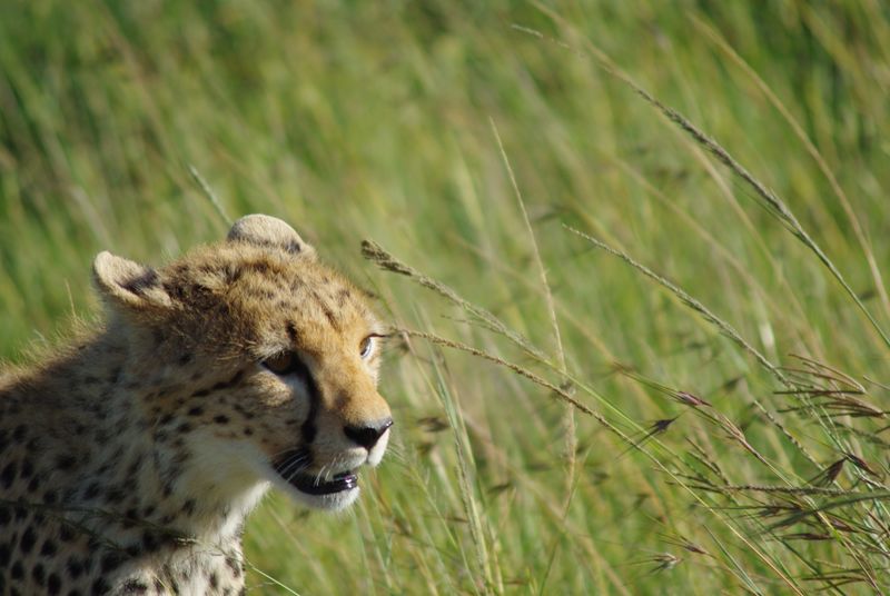 ملف:Cheetah taken at the Maasai Mara National Reserve in Kenya.JPG