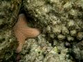 Granulated sea star on Meedhupparu house reef in the Maldives, Choriaster granulatus.