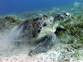 Green sea turtle near Marsa Alam, Egypt